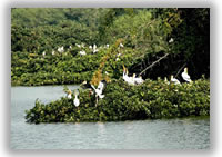 Vedanthangal (Birds Sanctuary)